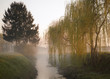 Foto: Misty morning along a creek Misty morning along a creek
