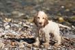 Young puppy english cocker spaniel looking at you