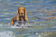 An english cocker spaniel while looking at you in the sea