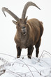 Capra ibex in the snow