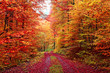 Farbenprächtiger Herbstwaldweg im Oktober