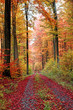 canvas print picture - Herbstwaldweg im Oktober