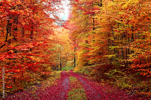 Wspaniałe kolory jesieni - leśna droga w październiku
