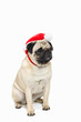 Photo: Cute pug wearing a red Santa Hat Cute pug wearing a red Santa Hat