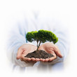 Photo: Green tree Green tree