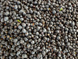 mirto