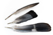 Three feathers