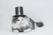 Photo: intelligent cat intelligent cat