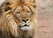 Detaily fotografie Lion