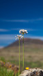 flowering Allium roseum