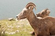 Two Big Horn Sheep