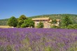 Lavendelfeld - lavender field 09