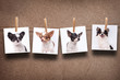 chihuahua hanging photos