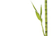 Photo: Bamboo shoots with copy place Bamboo shoots with copy place