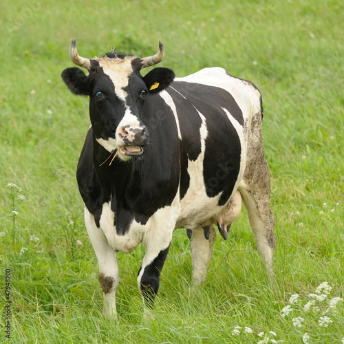 Photo: Surprised Black and White Cow with Open Mouth Surprised Black and White Cow with Open Mouth