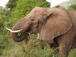 safari africain