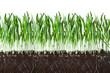 oat grass and roots in soil cross-cut section