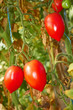 Latest tomatoes in autumn greenhouse