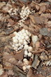 Champignon en touffes