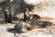 The sea lion in zoo evil roars