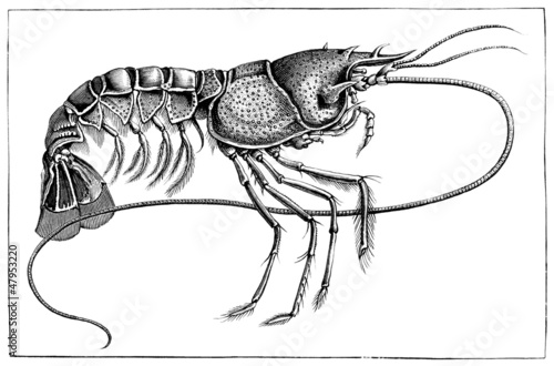 Illustration: Shellfish - Crustacé - Krustentier Shellfish - Crustacé - Krustentier
