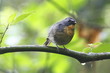 Snowy-browed Flycatcher male