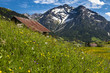 Sommerblumenwiese im Kleinwalsertal in Österreich