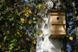 Foto: Vogelnistkasten an einem Baum Vogelnistkasten an einem Baum