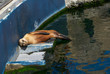 The sea lion in zoo sleeping