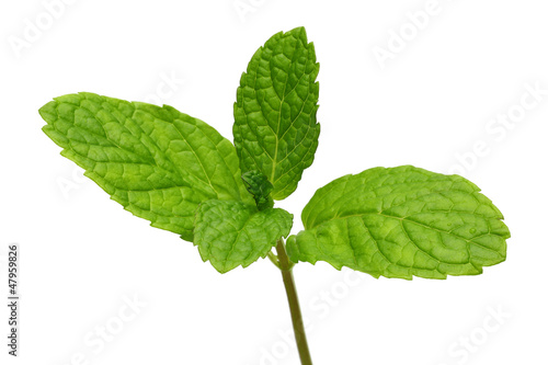 Photo: Fresh green mint Fresh green mint
