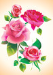 roses