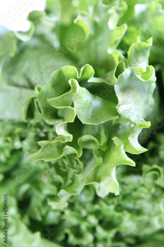 Photo: Lettuce Lettuce