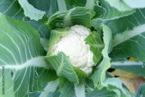 Photo: Cauliflower Cauliflower