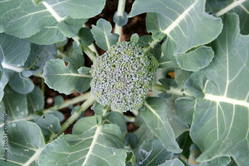 Photo: Broccoli Broccoli