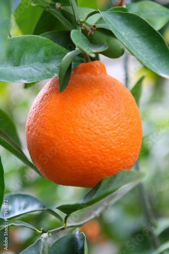 Photo: Orange Orange
