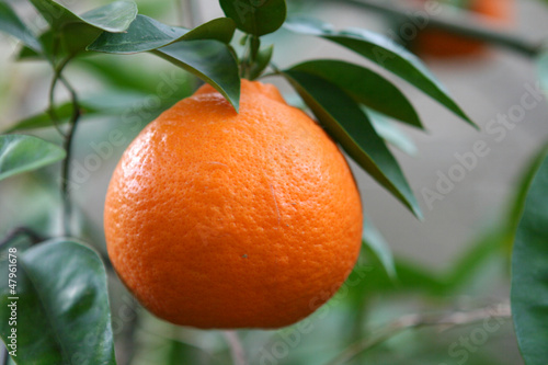 Photo: Orange on Tree Orange on Tree