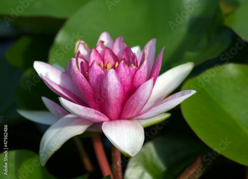 Photo: Pink and White Waterlily Pink and White Waterlily