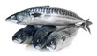 Fresh mackerel fishes on white background