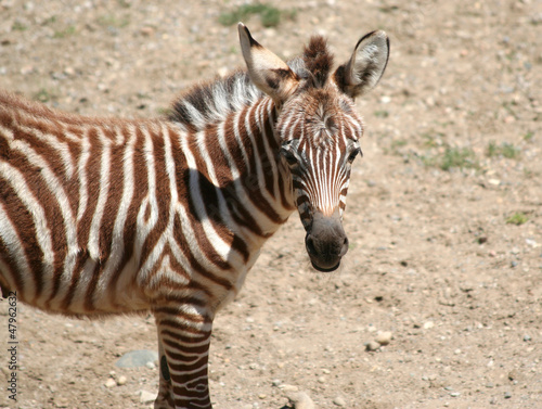 Photo: Young Zebra Young Zebra