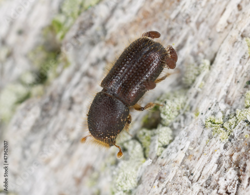 Photo: Bark borer with parasites, extreme close-up Bark borer with parasites, extreme close-up