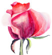 Rose flower
