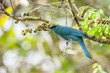 Verditer Flycatcher eating fruit on branch, thailand