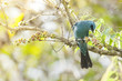 Verditer Flycatcher eating fruit on branch, thailand