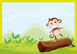 A monkey standing on wood