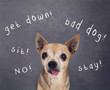 a dog in front of a chalkboard with commands written on it