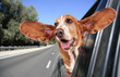 a basset hound in a car