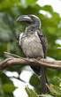 African grey hornbill