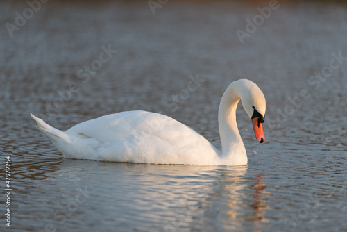 Photo: Höckerschwan, Mute swan, Cygnus olor Höckerschwan, Mute swan, Cygnus olor