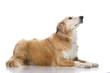 Mixed breed dog - Mischlingshund