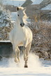 Foto: Wilder Schimmel im Schnee Wilder Schimmel im Schnee